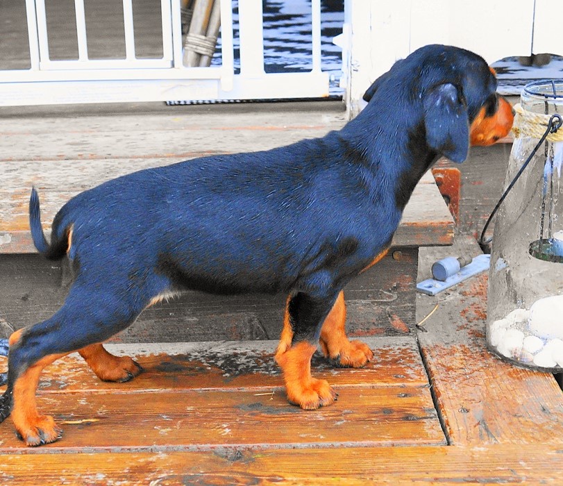 Pinscher * Xélanc Young Ykela 7 veckor